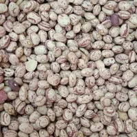 لوبیا چیتی بومی