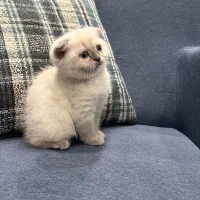 کربه اسکاتیش|گربه|یزد, |دیوار