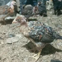 جوجه مرغ و خروس گلپایگانی گردن لخت