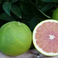 نهال پرتغال کارکارا