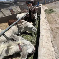 شیر تازه الاغ دوشیدن در حضور خودتون