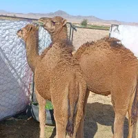 بچه شتر نر|حیوانات مزرعه|کورین, |دیوار