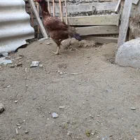 مرغ لاری اصل