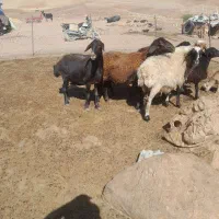 میش داشتی ۶عدد خشت دندان سفت هستن جنس عالی|حیوانات مزرعه|کنگاور, |دیوار