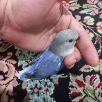 طوطی برزیلی