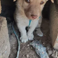 سگ نژاد پاکوتاه