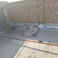 کبوتر پلاکی|پرنده|حمیدیه, |دیوار