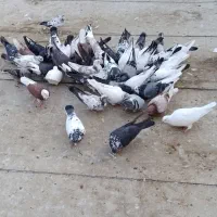 کبوتر دمگیر پلاکی تهرونی همه چیز