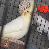 عروس هلندی چشم شرابی خونگی