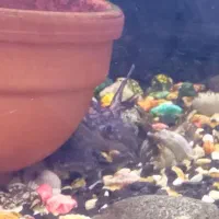 طبرسی شمالی ۳۸ بین طباطبایی ۳۲و۳۴|ماهی|مشهد, سناباد|دیوار