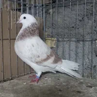 شازده زردماده