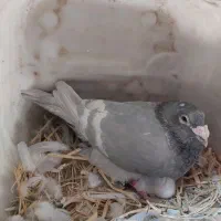 جفت خط سفید