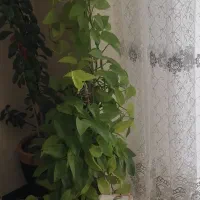 گل های خانگی|گل و گیاه طبیعی|شاهین‌شهر, شهرک ردانی پور|دیوار