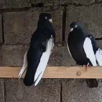 سینه عتیقه نوک سفید