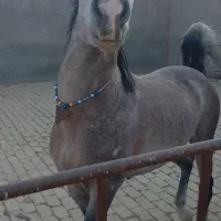 کره اسب نریان