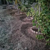 گل گیاه خاک کود باغچه