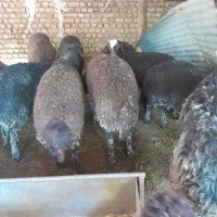 نربره قربانی درشت جنس نربز قربانی