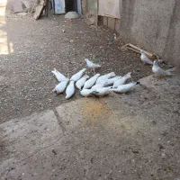 تعداد 12 عدد کبوتر سفید چشم دورنگ و ماه رو