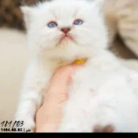 گربه پرشین اصیل شناسنامه دار راح بسیارزیبا|گربه|شبستر, |دیوار