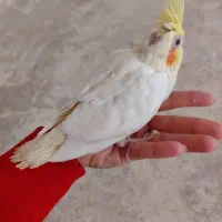 عروس هلندی جفتی بالغ ودونخورو سرلاکی وفنچ