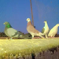 کفتر فروشی|پرنده|بم, |دیوار