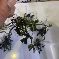 گیاه اکواریوم باسفلاندرا بوسفلاندرا انابیاس|ماهی|تهران, بریانک|دیوار