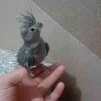 عروس هلندی|پرنده|قم, محمد آباد|دیوار