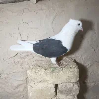 چند جفت کفتر