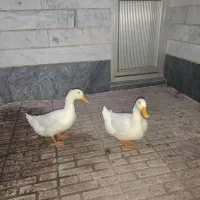 اردک