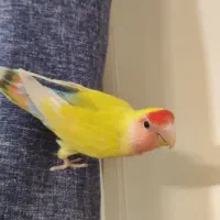 طوطی کوتوله برزیلی ۵ ماهه بالغ دستی|پرنده|اصفهان, الهیه|دیوار