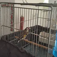 سره نر ه قیمت  ۳۵۰۰۰ تومان|پرنده|نسیم‌شهر, |دیوار