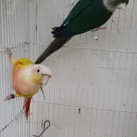 جفت یلوساید رد و سانچیک و تراکوییس