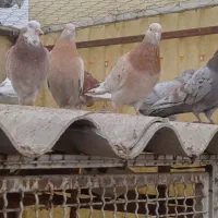 کفترکبوتر تهرانی