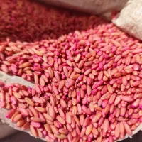 فروش ویژه گندم بذری مناطق سردسیر و آرام