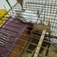 مرغ عشق نصف قیمت