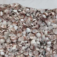 گوش ماهی،