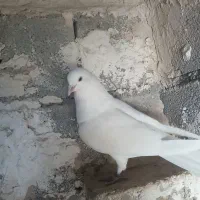 کبوتر