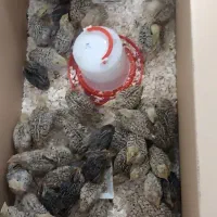 جوجه بلدرچین یک روزه تا ۴۰ روزه|حیوانات مزرعه|کرمانشاه, |دیوار