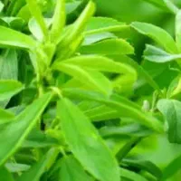 فروش یونجه ساق ریز مهران