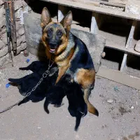 ژرمن ماده  جنس خوب