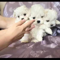 توله سگ پشمالو شیتزو مالتیز عروسکی سایز تیکاپ|سگ|مشهد, مصلی (کارمندان اول)|دیوار