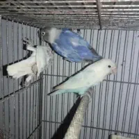 کوتوله طوطی برزیلی مولد روی تخم پاربلو پاید اوپال|پرنده|قائم‌شهر, |دیوار