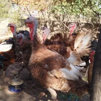 بوقلمون ارگانیک مزرعه|حیوانات مزرعه|قزوین, |دیوار