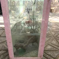 اکواریوم کامل|ماهی|لردگان, |دیوار