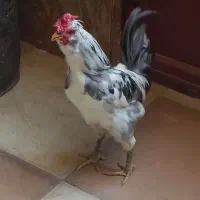 خروس گلین جوان و پر انرژی