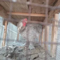 برهما بلو|حیوانات مزرعه|شیراز, پودنک|دیوار