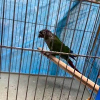 طوطی گیرینچیک