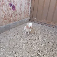 ماده طوق زرد|پرنده|کرمان, |دیوار