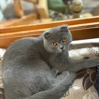 گربه اسکاتیش