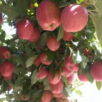 نهالستان نهال های پای کوتاه و بلنددرجه یک|خدمات باغبانی و درختکاری|لردگان, |دیوار